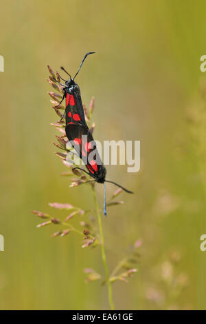 Sechs-Spot burnet Stockfoto