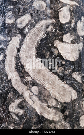 Fossilien in einer Steinsäule aus Frosterley-Marmor, einem polierten dunkelgrauen oder schwarzen Kalkstein, der fossile Korallen aus der Karbonzeit enthält Stockfoto