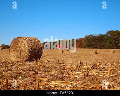 Rundballen von getrockneten Maisstroh in einem Feld nach der Ernte mit einem roten Traktor im Hintergrund. Stockfoto