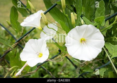 weiße Calystegia Stockfoto