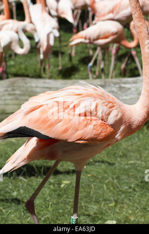 Gruppe von orange Flamingos in einem Zoo park Stockfoto