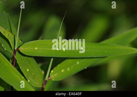 Wassertropfen Stockfoto