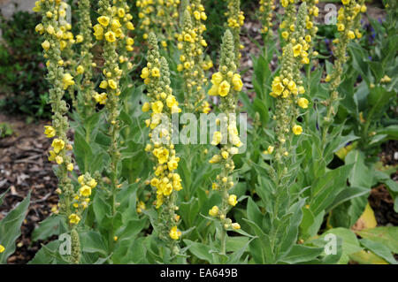 Dense blühende Königskerze Stockfoto
