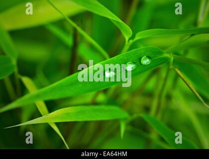 Bambus und Wassertropfen Stockfoto