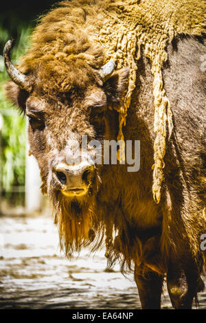 Horn, große und mächtige Bison, Amerika Stockfoto