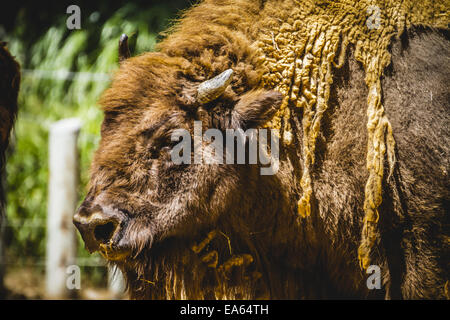 Büffel, großen und mächtigen Bison, Amerika Stockfoto