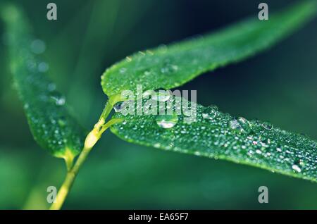 Bambusblatt mit Wassertropfen Stockfoto