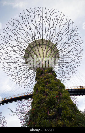 SuperTree, Gardens by the Bay, Singapur Stockfoto
