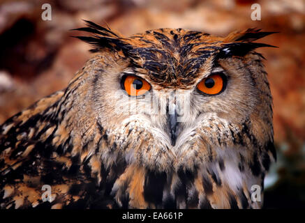 eine eurasische Adler-Eule-Nahaufnahme Stockfoto