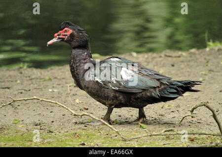 Schwarzen Barbarie-Ente, Cairina moschata Stockfoto