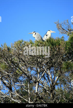 Graureiher Ardea Cinerea, in einem Baum Stockfoto