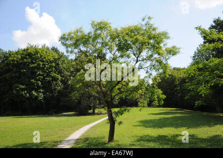 Japanische Pagode Baum Stockfoto