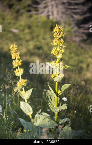 gelber Enzian-Blume Stockfoto