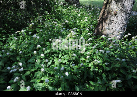 Schwanenhals Blutweiderich Stockfoto