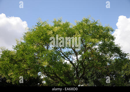 Japanische Pagode Baum Stockfoto