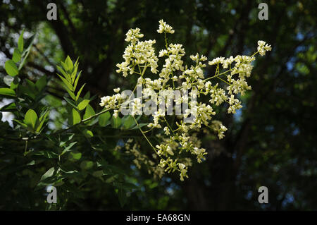 Pagode-Baum Stockfoto