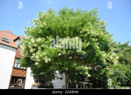 Pagode-Baum Stockfoto