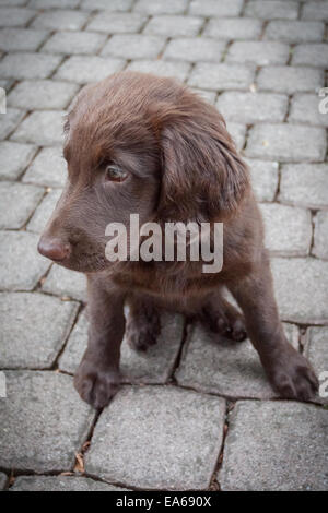 Flat Coated Retriever Welpen Stockfoto