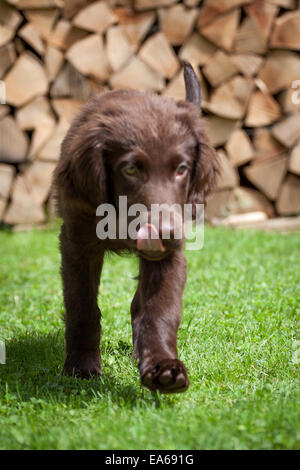 Flat Coated Retriever Welpen Stockfoto