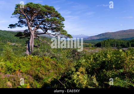 Blick vom Glenfinnan Scots Kiefer (Pinus Sylvestris) und Ben Nevis Berg, Lochaber, Highland, Schottland, Vereinigtes Königreich Stockfoto