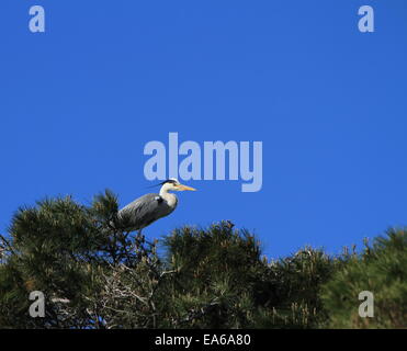 Graureiher Ardea Cinerea, in einem Baum Stockfoto