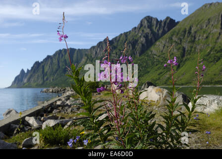 Weidenröschen bei Ersfjord auf Senja Stockfoto