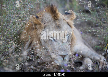 Löwen schlafen lange Gras, Südafrika Stockfoto