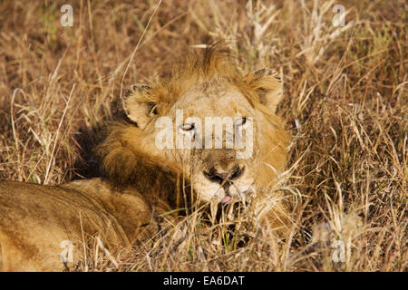 Lion entspannendes langes Gras, Südafrika Stockfoto