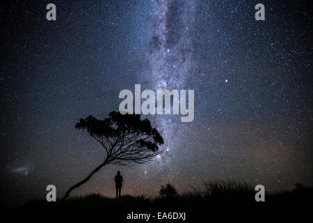 Mann, der nachts unter einem Baum steht, Yamba, Australien Stockfoto