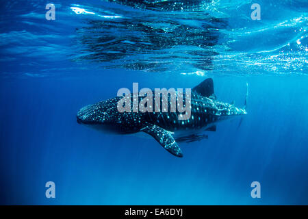 Walhai mit Remoren im Meer schwimmen Stockfoto