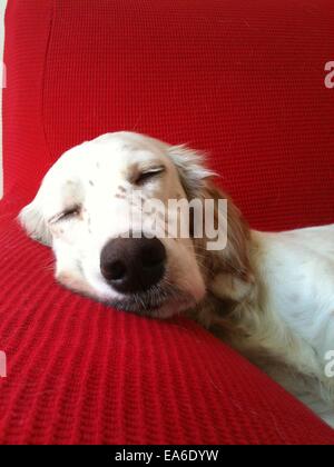 Englisch Setter Hund auf einem Sofa schlafen Stockfoto