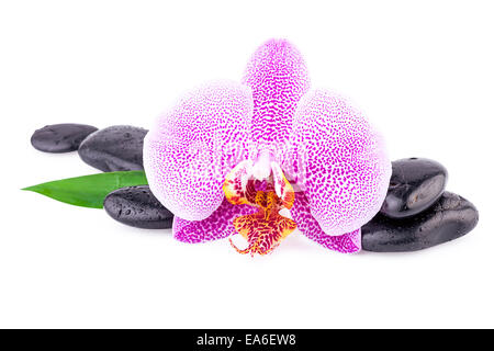 Spa Concept Orchidee Blume mit Zen Stones Stockfoto