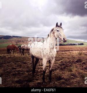 Vereinigtes Königreich, Peak District, Pferde grasen auf Feld Stockfoto