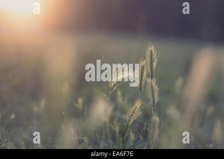 Italien, Emilia-Romagna, Bologna, Nahaufnahme der Maus Gerste bei Sonnenuntergang Stockfoto