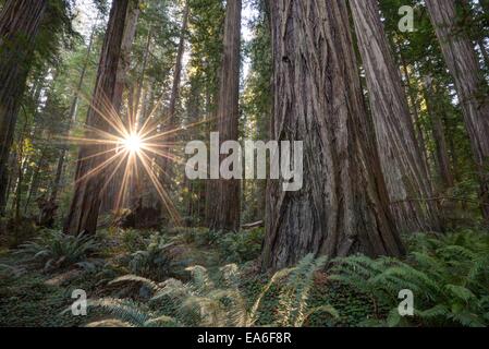 USA, California, Humboldt Graf, Eureka, Redwood National Park, tief im Wald Stockfoto