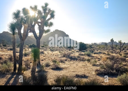 USA, California, San Bernardino County, El Cajon Drive Tag im Joshua Tree National Park Stockfoto