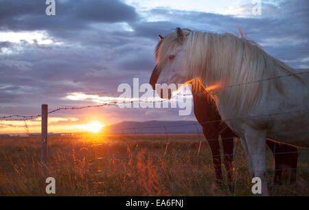 Island, Hauptstadtregion, Reykjavik, Pferde auf der Weide Stockfoto