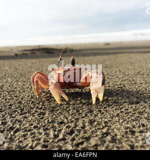 Nahaufnahme von Krabben am Strand, Kalifornien, USA Stockfoto