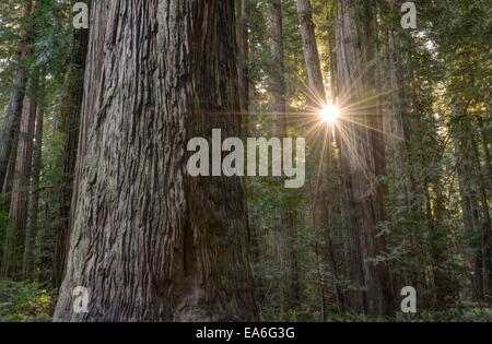 USA, California, Redwood National Park, Sunburst durch Redwood-Bäume in Stout Grove Stockfoto