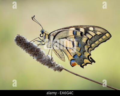 Makroaufnahme von Machaon Schmetterling (Papilio Machaon) Stockfoto