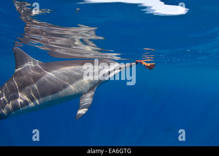 Spinner Dolphin mit einem Blatt, Hawaii, Vereinigte Staaten Stockfoto