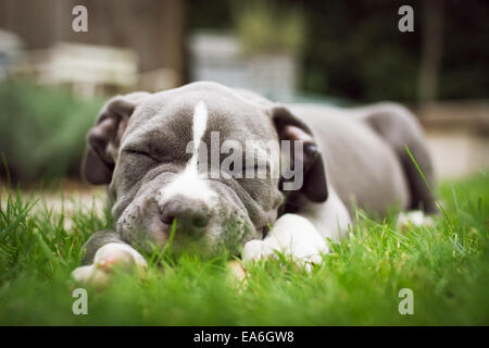 Amerikanische Bulldogge Welpen schlafen in einem Garten Stockfoto