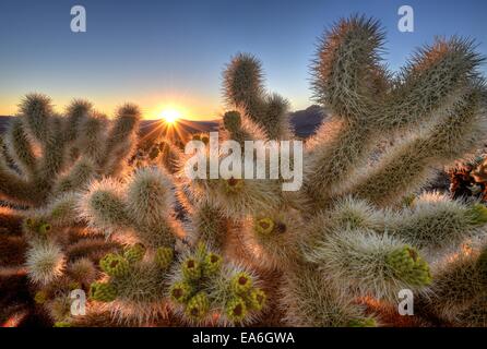 Teddy Bear Cholla Pflanzen im Cholla Cactus Garden at Sunrise, Joshua Tree National Park, Kalifornien, USA Stockfoto