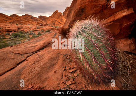 USA, Nevada, Valley of Fire State Park, Barrel Cactus und Sandstein Stockfoto