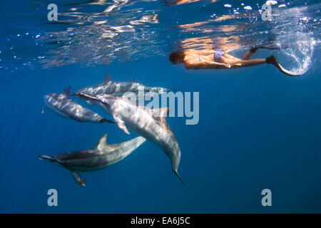 Frau frei Tauchen mit einem Spinner Delphin, Hawaii, USA Stockfoto