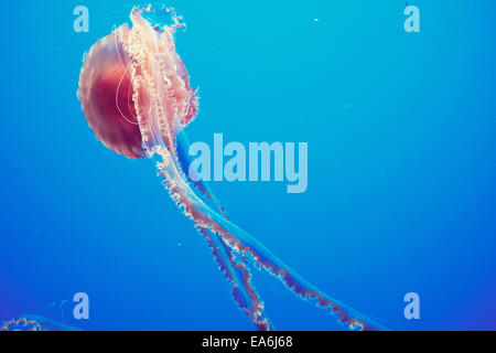 Meer Brennnessel Stockfoto