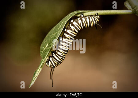 Nahaufnahme von Monarch Raupe Stockfoto