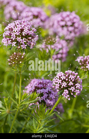 Phuopsis stylosa Stockfoto