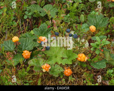 Cloud-Beere, nordic berry Stockfoto