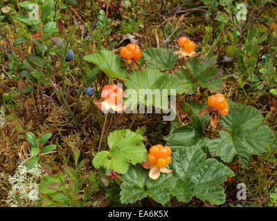 Cloud-Beere, nordic berry Stockfoto